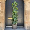 Growurban Philodendron Scandens (160Cm) | Large & Tall Plants