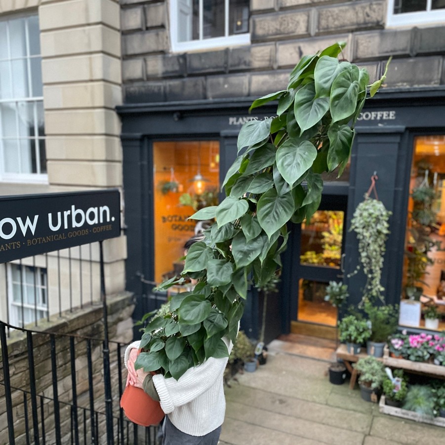 Growurban Philodendron Scandens (160Cm) | Large & Tall Plants