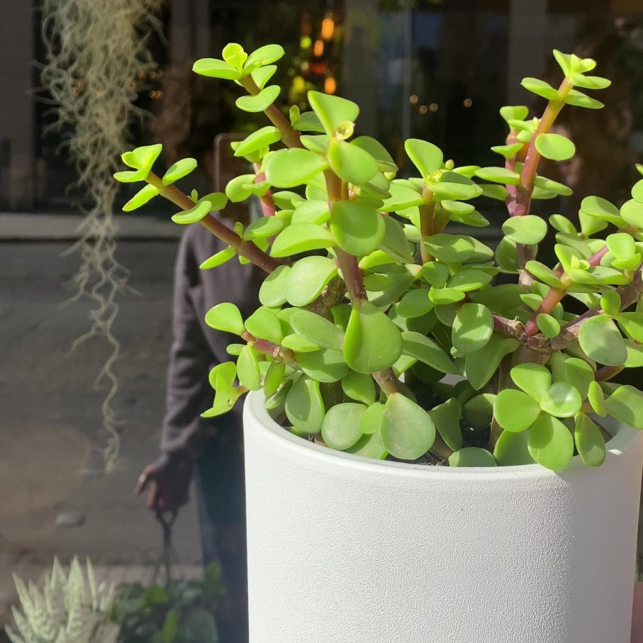 Growurban Portulacaria Afra (10.5Cm) | Succulents & Cacti