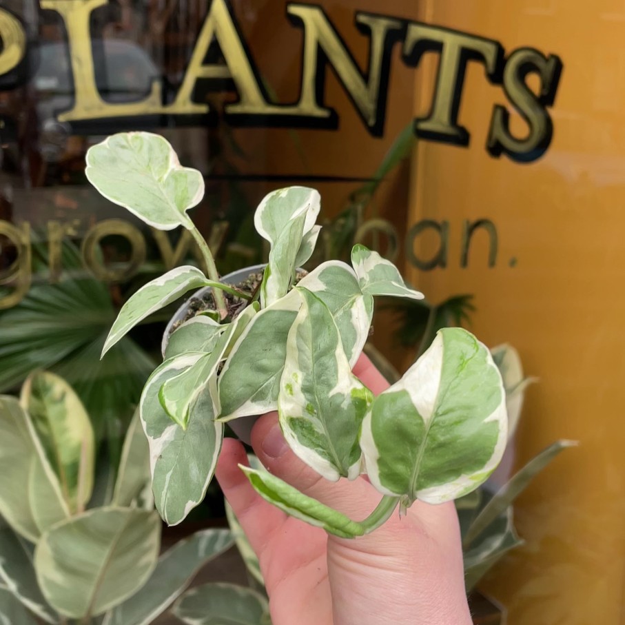 Growurban Epipremnum 'Pearls & Jade' | Foliage Plants