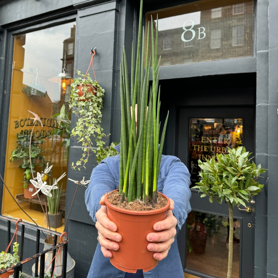 Growurban Sansevieria 'Mikado' (17Cm Pot) | Succulents & Cacti