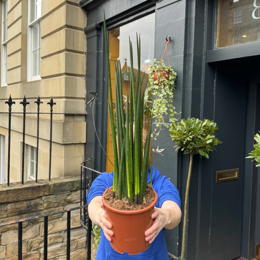 Growurban Sansevieria 'Mikado' (17Cm Pot) | Succulents & Cacti