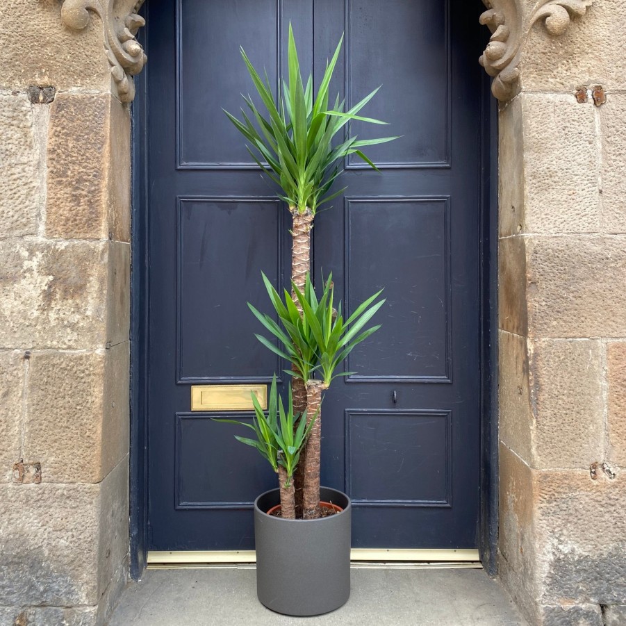 Growurban Yucca Elephantipes (170Cm) | Large & Tall Plants