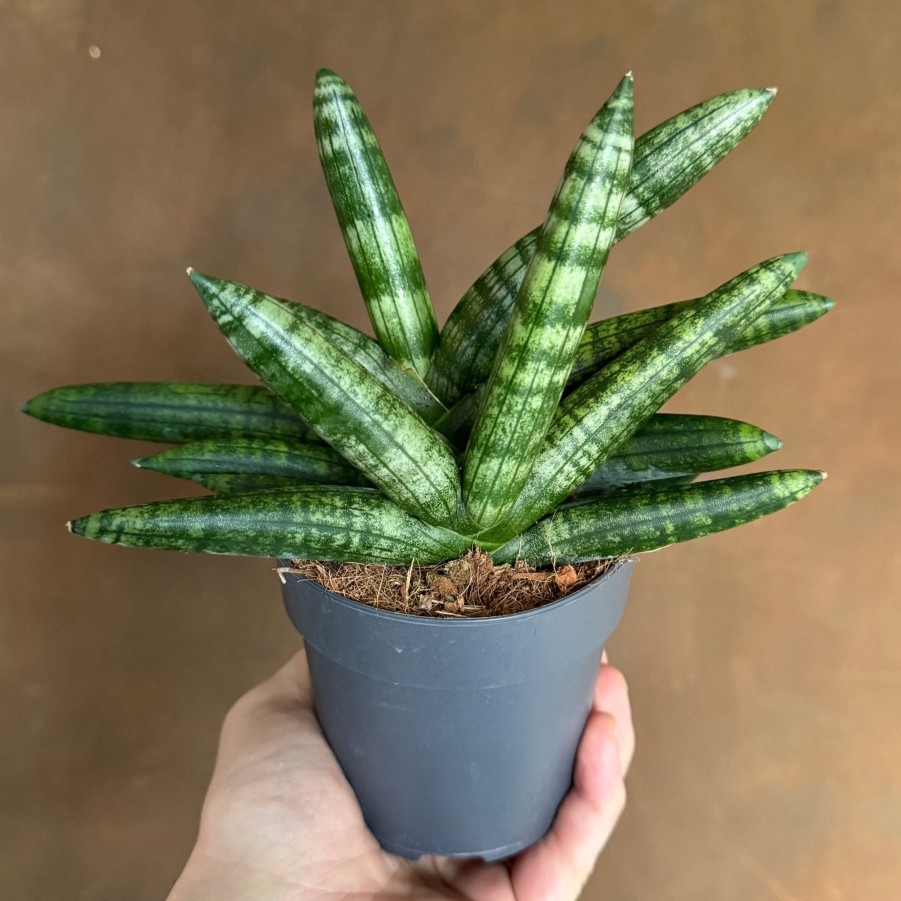 Growurban Sansevieria 'Boncellensis' | Succulents & Cacti