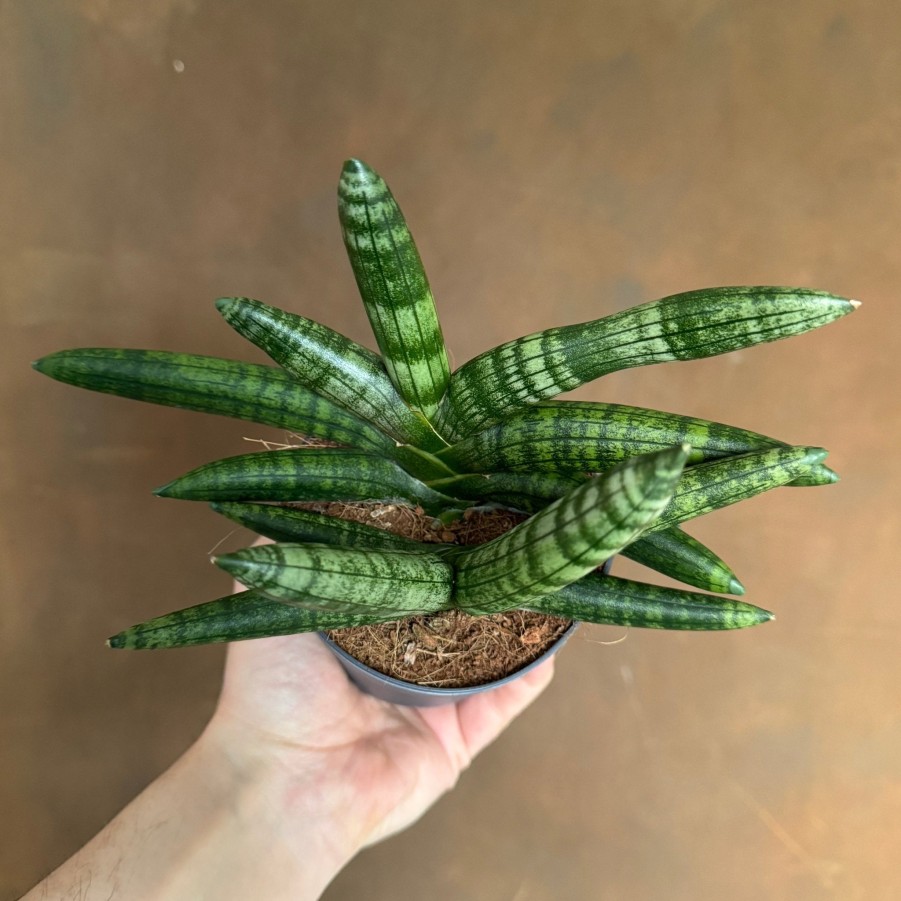 Growurban Sansevieria 'Boncellensis' | Succulents & Cacti