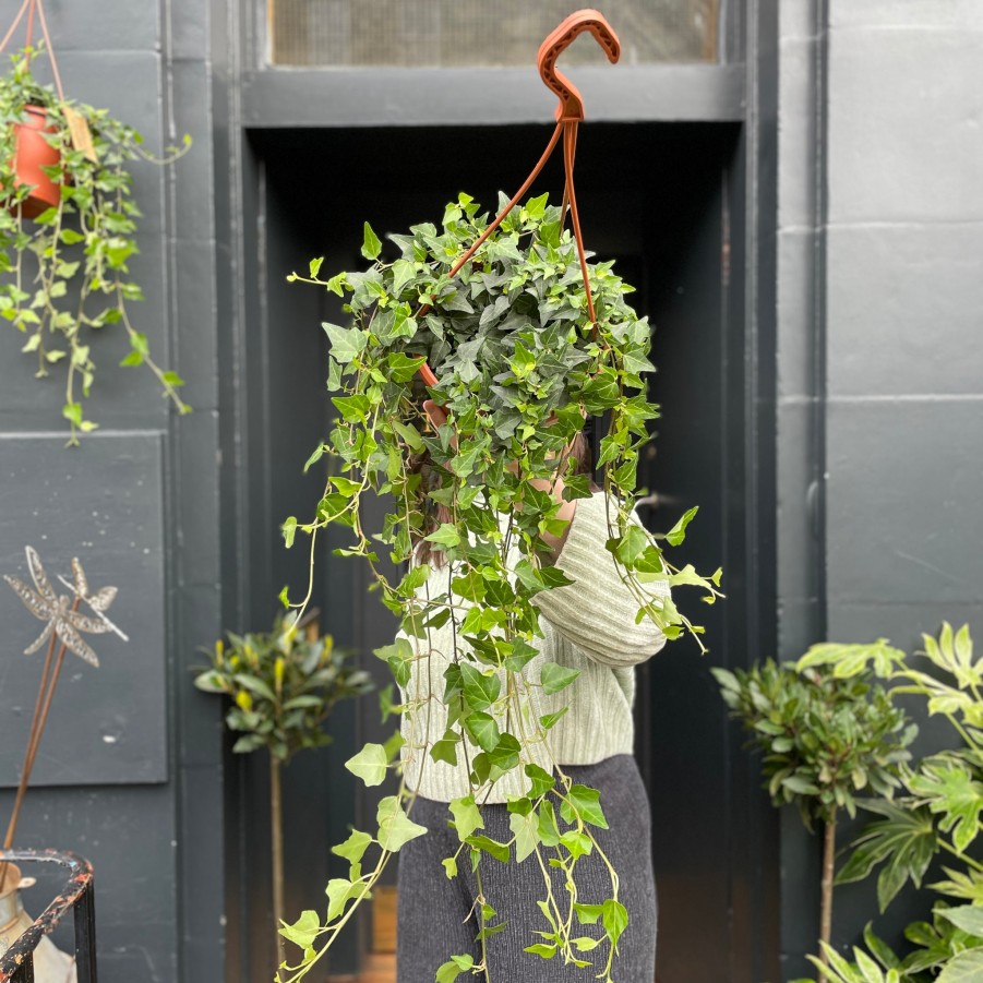 Growurban Hedera Helix 'Wilco' (Hangpot) | Trailing & Hanging Plants