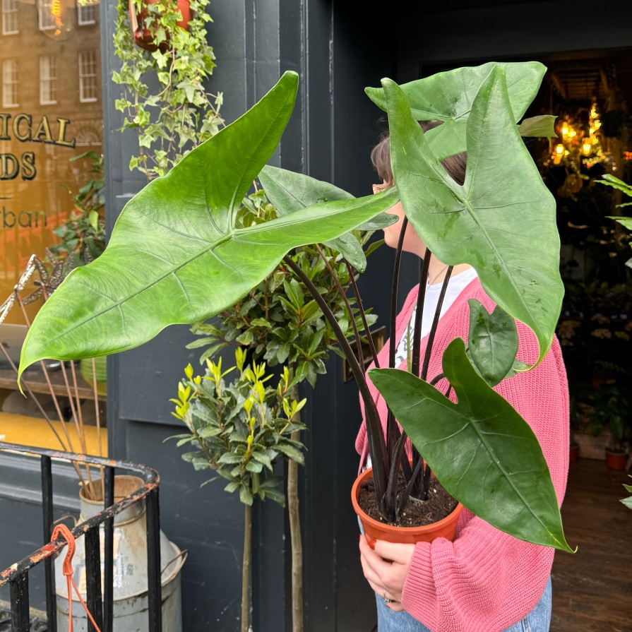 Growurban Alocasia Zebrina 'Black' | Foliage Plants