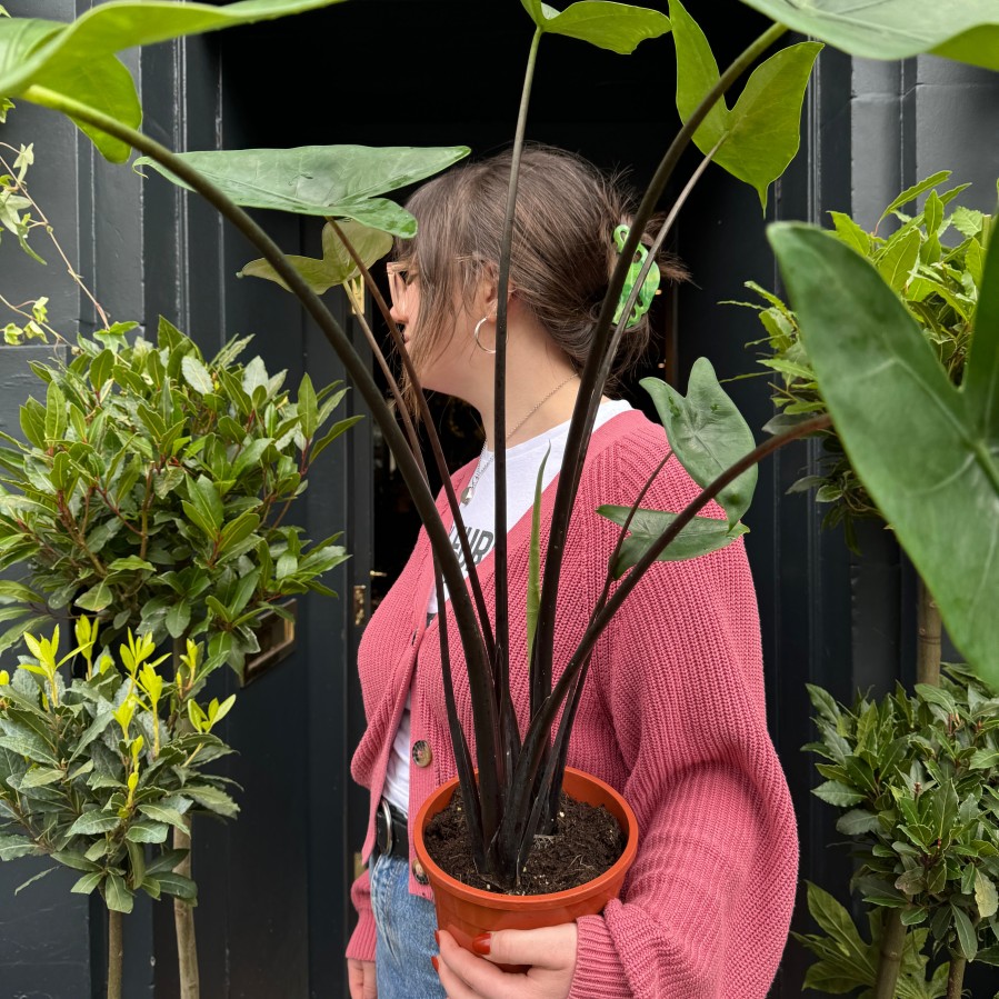 Growurban Alocasia Zebrina 'Black' | Foliage Plants