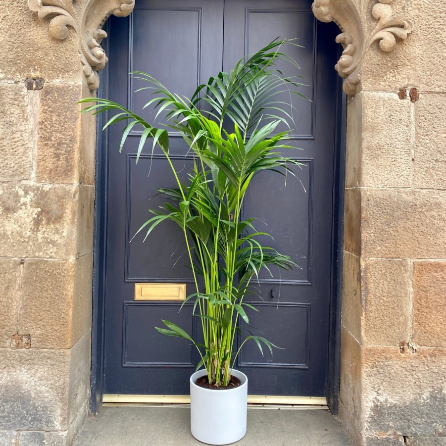 Growurban Howea Forsteriana (190Cm) | Large & Tall Plants