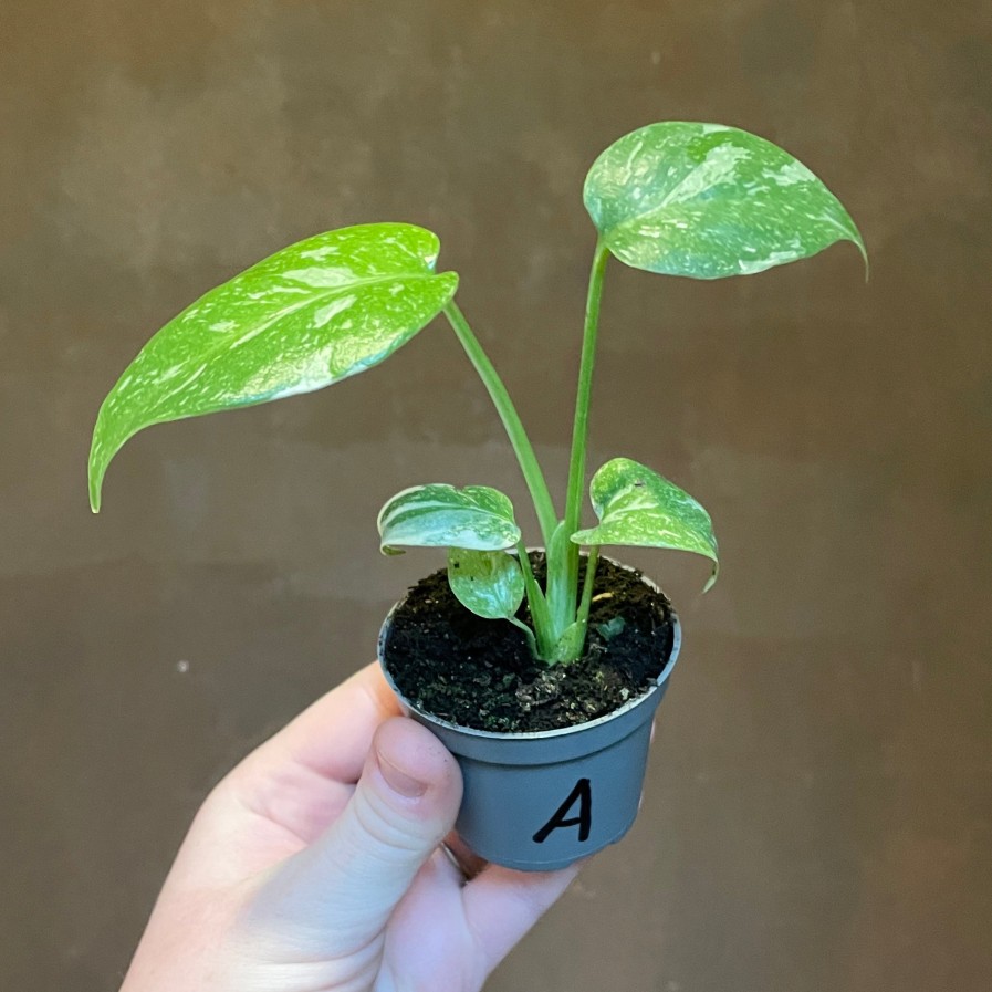 Growurban Monstera Deliciosa 'Thai Constellation' (Mini) | Foliage Plants